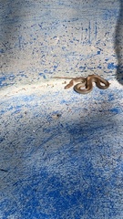 Masticophis mentovarius