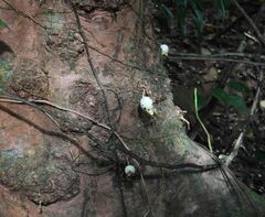 Syzygium cormiflorum