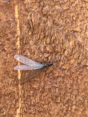 Reticulitermes hesperus