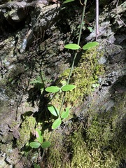 Tetrastigma formosanum