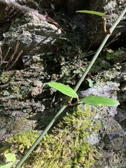 Tetrastigma formosanum