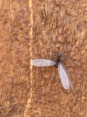 Reticulitermes hesperus