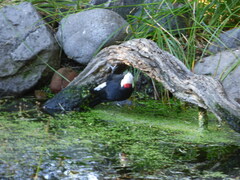 Dryobates albolarvatus