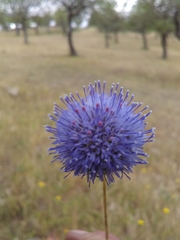 Jasione laevis