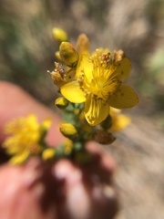 Hypericum scouleri