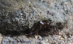 Dardanus scutellatus