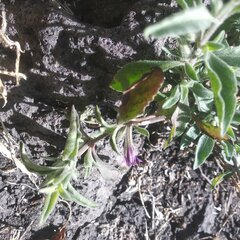 Dyschoriste microphylla