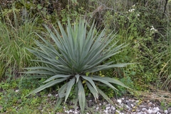 Furcraea parmentieri