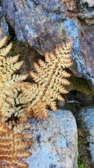 Athyrium americanum