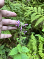 Stachys mexicana