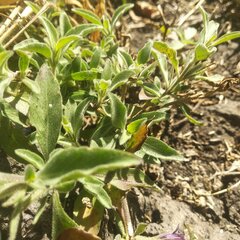 Dyschoriste microphylla