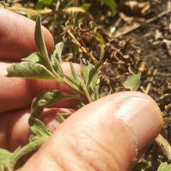 Dyschoriste microphylla