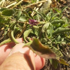 Dyschoriste microphylla