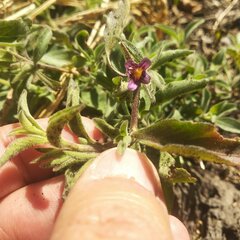 Dyschoriste microphylla