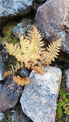Athyrium americanum