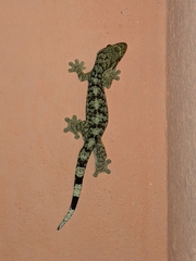 Thecadactylus rapicauda