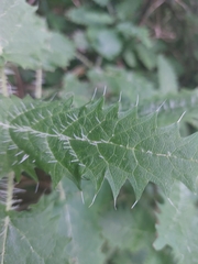 Urtica ferox