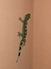 Thecadactylus rapicauda