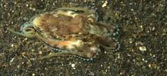 Amphioctopus marginatus