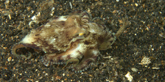 Amphioctopus marginatus