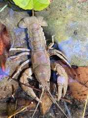 Cambarus