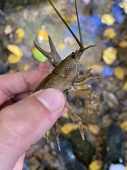 Cambarus