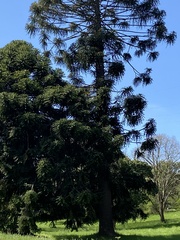 Araucaria bidwillii