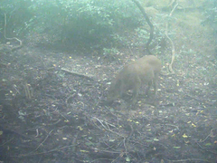 Sus scrofa leucomystax