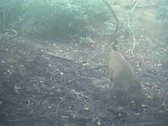 Sus scrofa leucomystax