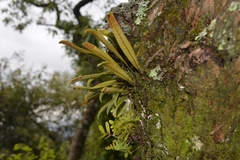 Pleopeltis polylepis