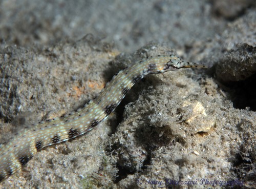 Photo of Messmate pipefish (Corythoichthys intestinalis)