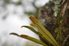 Pleopeltis polylepis