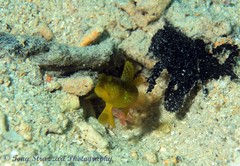 Cryptocentrus cinctus