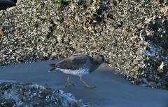 Calidris virgata