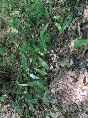 Pyrrosia lingua