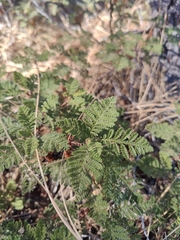 Chamaebatia foliolosa