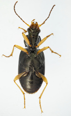 Bembidion