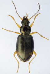 Bembidion