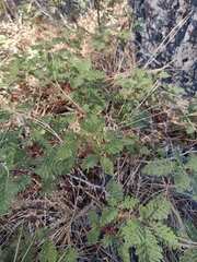 Chamaebatia foliolosa