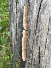 Phlebia radiata