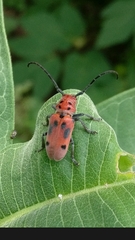 Tetraopes tetrophthalmus