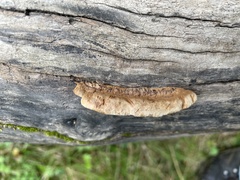 Phlebia radiata