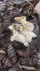 Cantharellus subalbidus