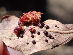 Andricus crystallinus