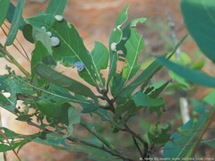 Persea borbonia