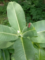 Tetraopes tetrophthalmus