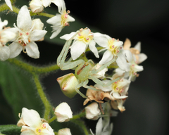 Sidymella rubrosignata