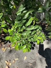 Rhamnus formosana