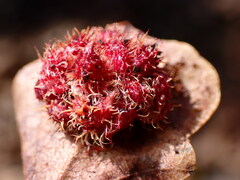 Andricus crystallinus