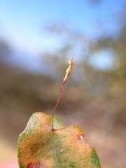 Andricus pedicellatus
